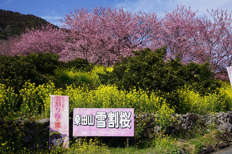 桜 雪 割り 雪割り桜／高知県須崎市桑田山の花見スポット