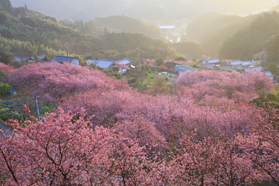 雪割桜