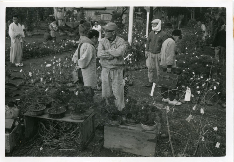 第10回観光植木まつりの写真