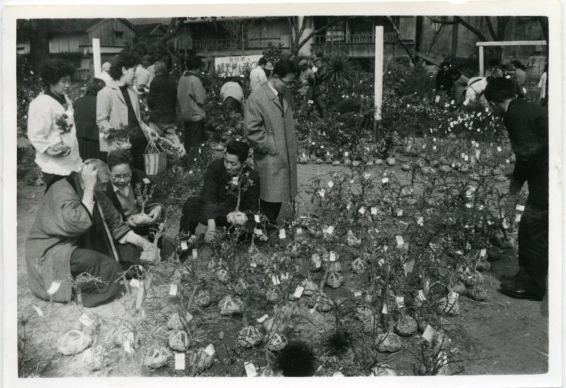 第10回観光植木まつりの写真