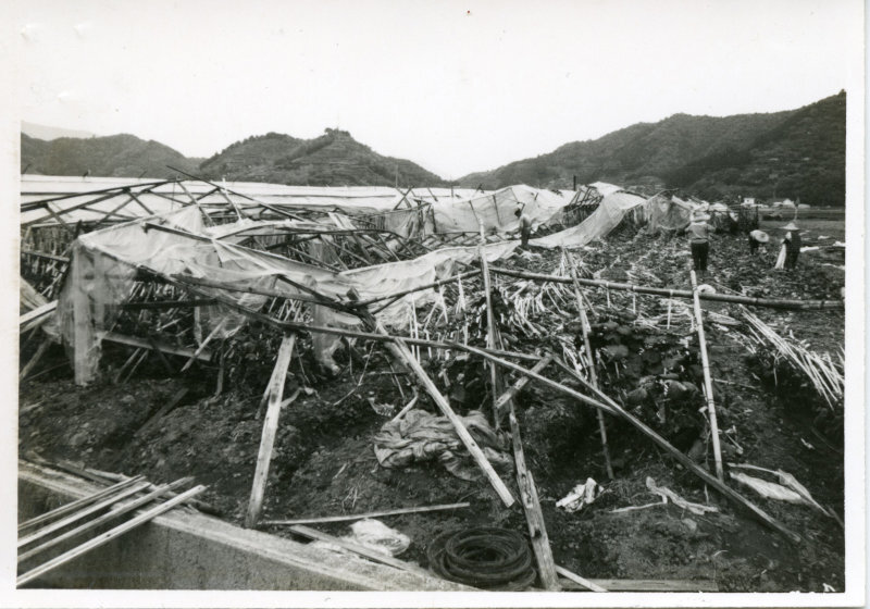 池ノ内ビニールハウス倒壊の写真