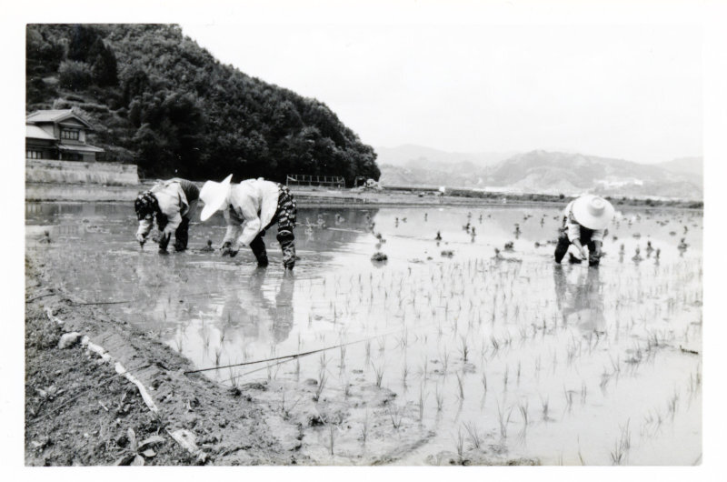 田植の写真