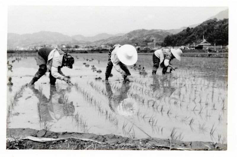 田植の写真