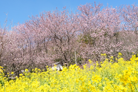 桑田山雪割り桜